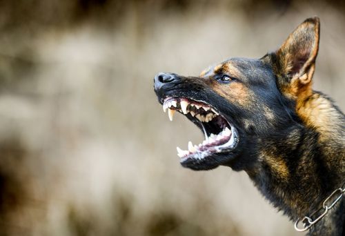Aggressive dog shows dangerous teeth. German sheperd attack head detail concept.