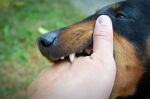 The dangers of a dog bite injury.