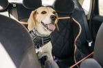 beagle dog traveling inside a car concept.